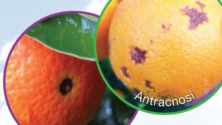Geoxe alternaria antracnosi