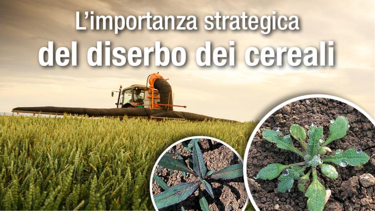 axial e amadeus diserbo syngenta 