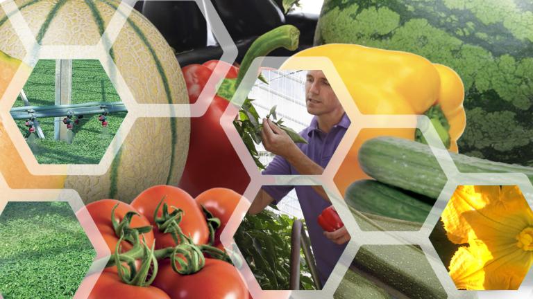 soluzioni solanacee e cucurbitacee syngenta 