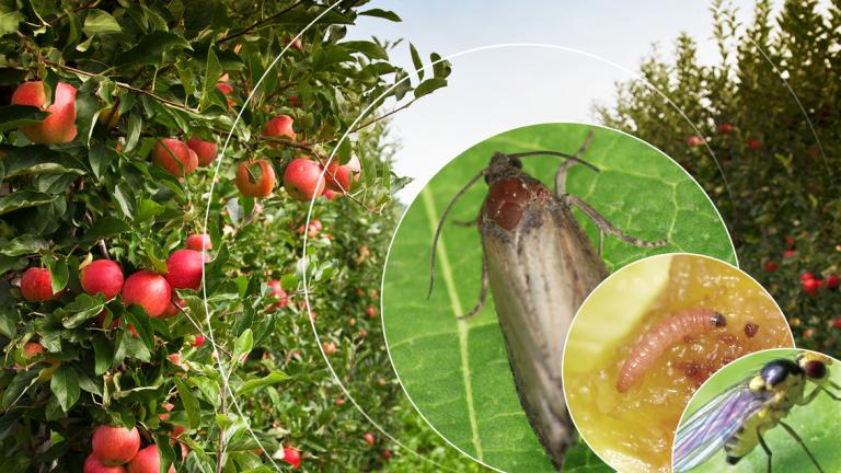 controllo lepidotteri su frutticole 