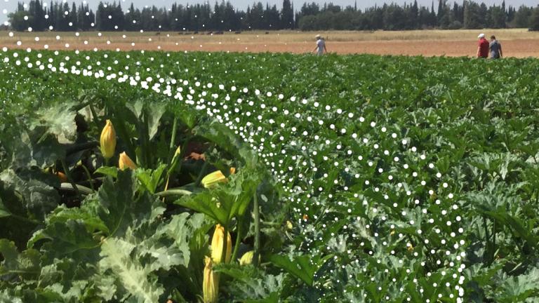 difesa zucchino syngenta biologicals