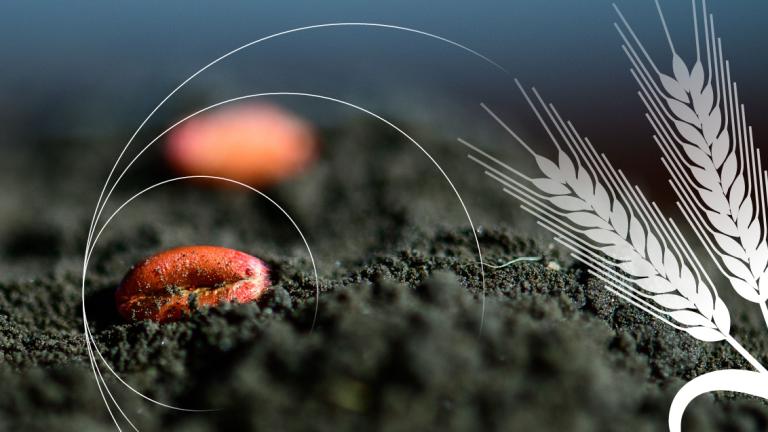 concia cereali syngenta