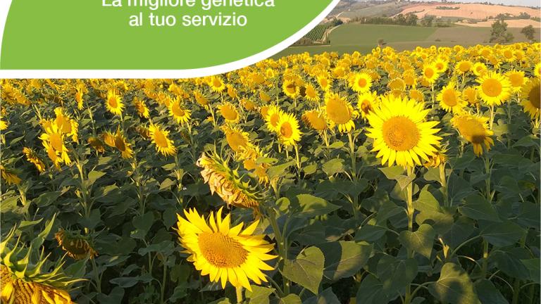 Girasole 2025