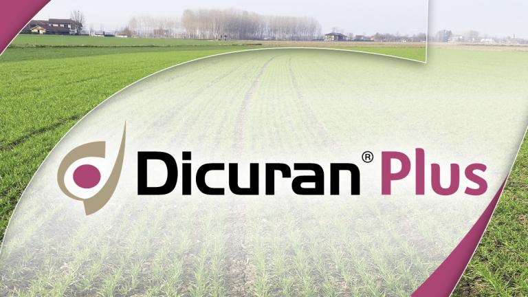 Logo grande Dicuran Plus con sfondo di campo di Cereali