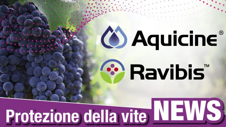 Loghi Aquicine e Ravibis con vigna