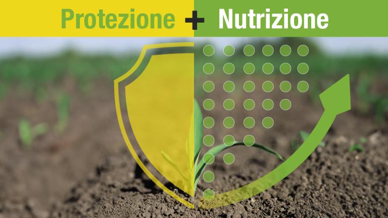 Simbolo della Difesa e Nutrizione su un campo di mais