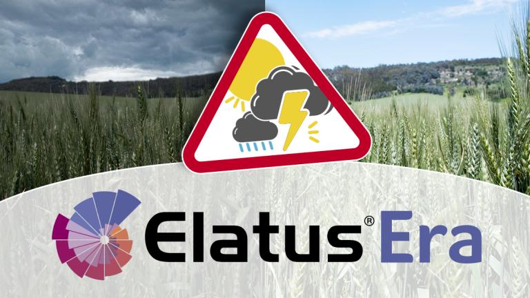 Elatus Era Immagine