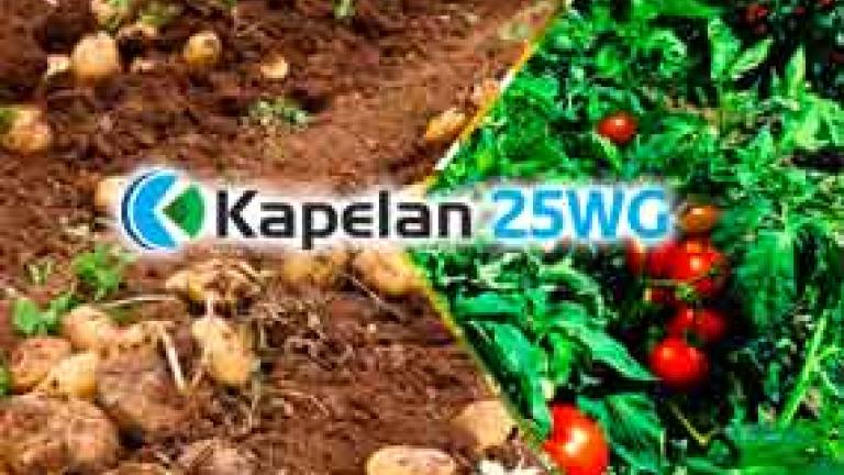 Kapelan_thumbnail