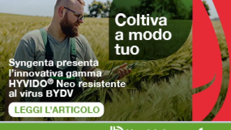 HYVIDO® Neo - orzi ibridi resistenti al virus BYDV 