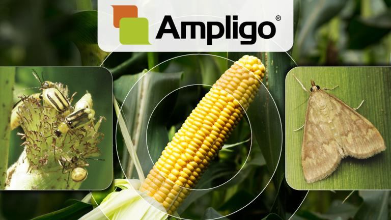 Ampligo_Syngenta