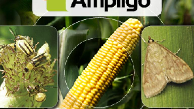 Ampligo_Syngenta