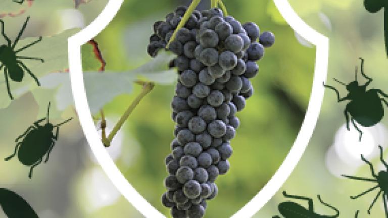 Insetticidi_Vite_Syngenta