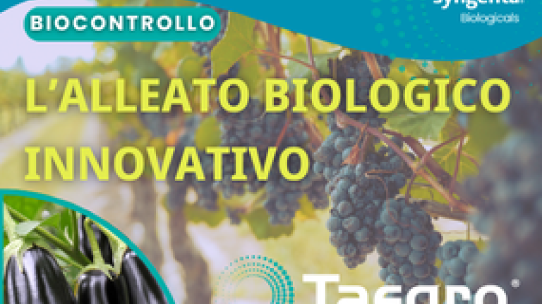 Taegro Miniatura