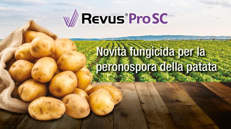 Campo patate Revus Pro