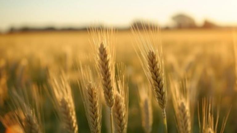 immagine campo di grano