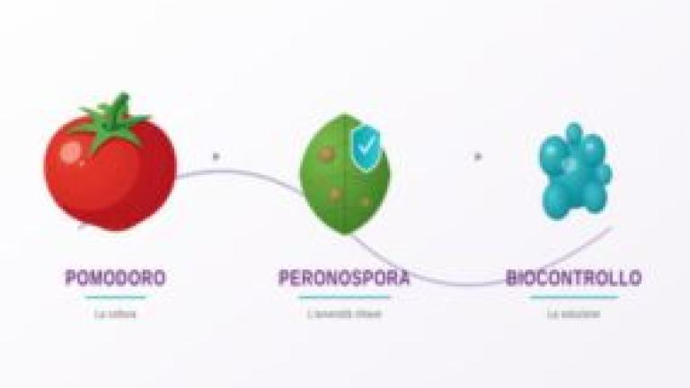 thumbnails pomodoro-peronospera-biocontrollo