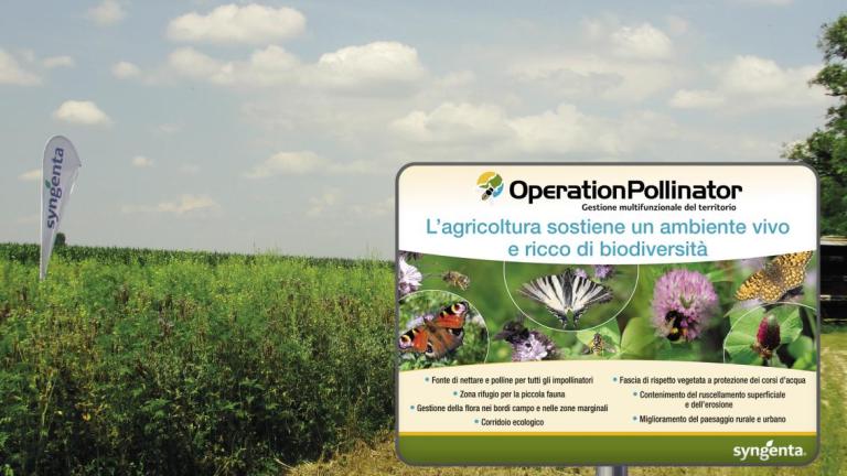 op_campo