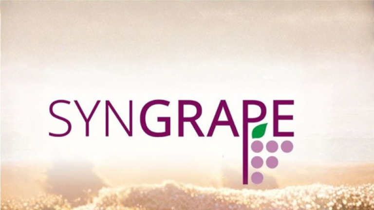 Logo SYNGRARE viola con grappolo d’uva stilizzato su sfondo chiaro