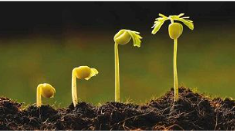 Quattro piantine che germogliano dal terreno, illuminate dal sole su sfondo verde sfocato