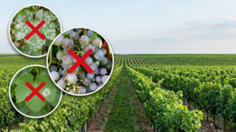 Vigneto con grafica: tre cerchi con croci rosse su piante e frutti, etichetta “AI MODIFIED”.
