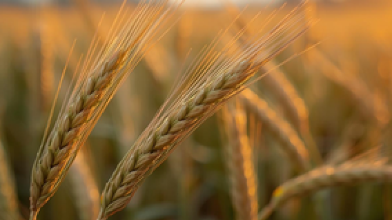 Spighe di grano in primo piano, luce calda del tramonto, sfondo sfocato.