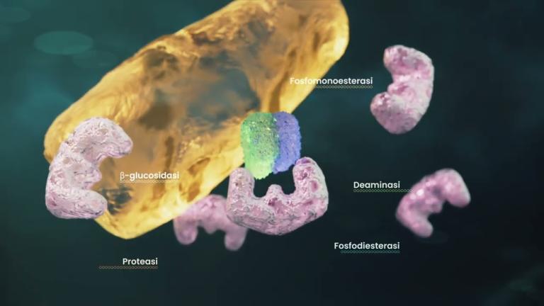 Viva - migliora la salute del suolo per sostenere la crescita delle piante