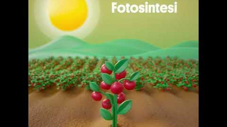 La fotosintesi e MC Cream