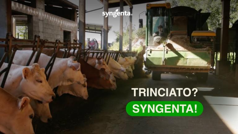 TRINCIATO? SYNGENTA!