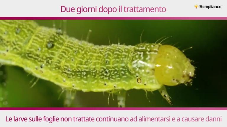 Sempliance, il tocco vincente contro i lepidotteri