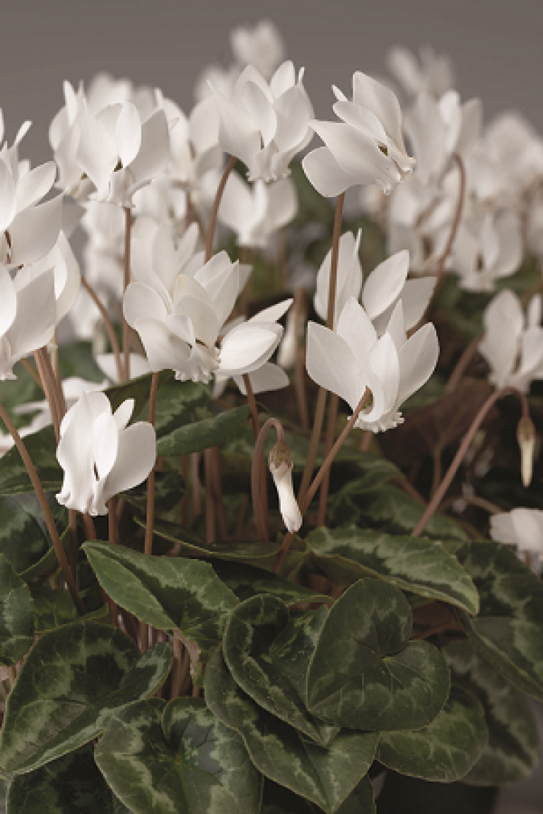 ciclamino bianco