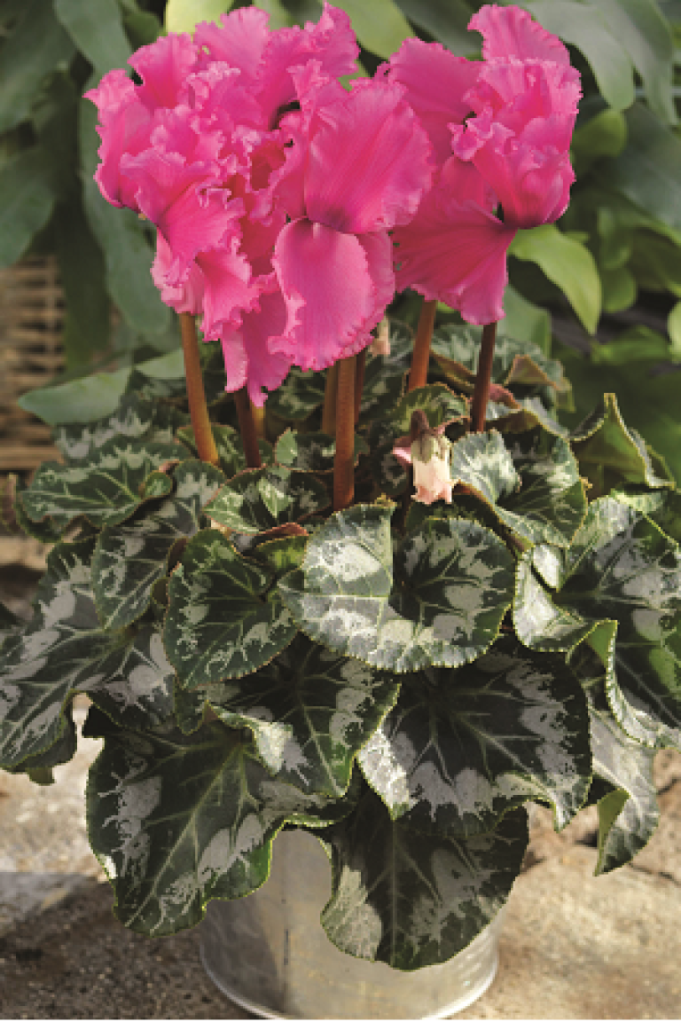 ciclamino rosa
