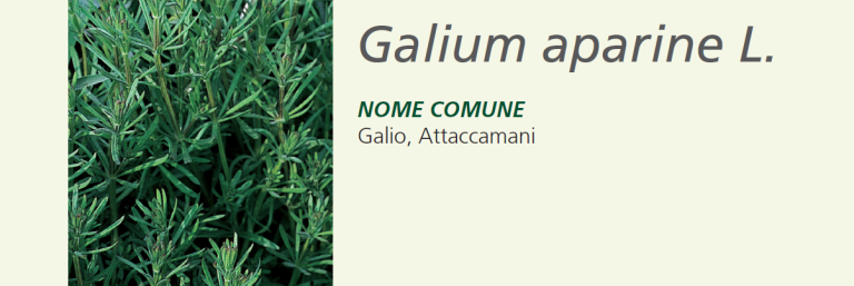 Galium - Galio