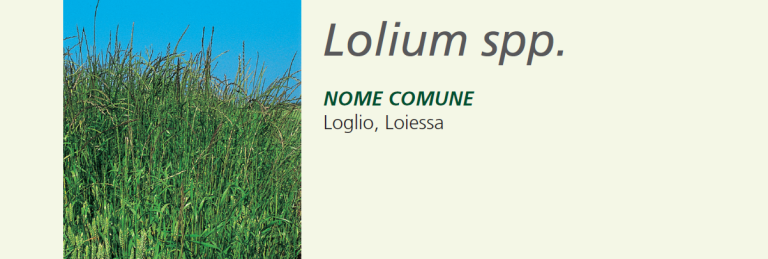 Loietto - Loiessa