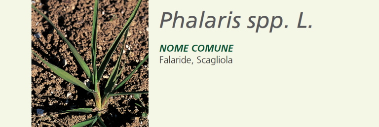 Falaride