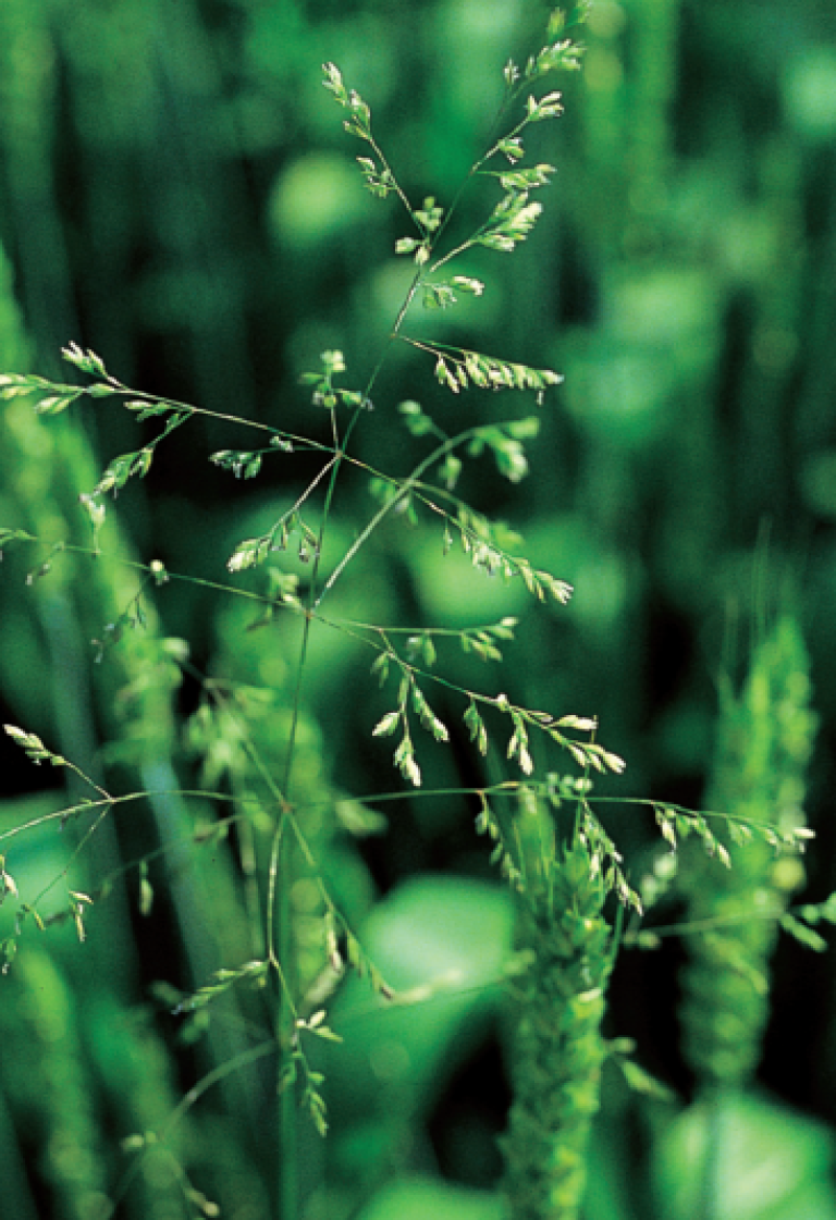 Poa Trivialis