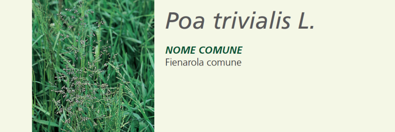 Poa Trivialis