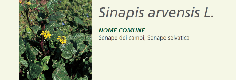 Senape dei campi