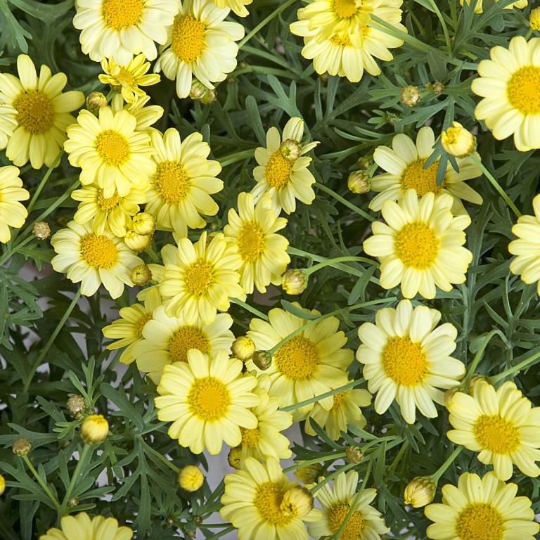 Argyranthemum - Fiore