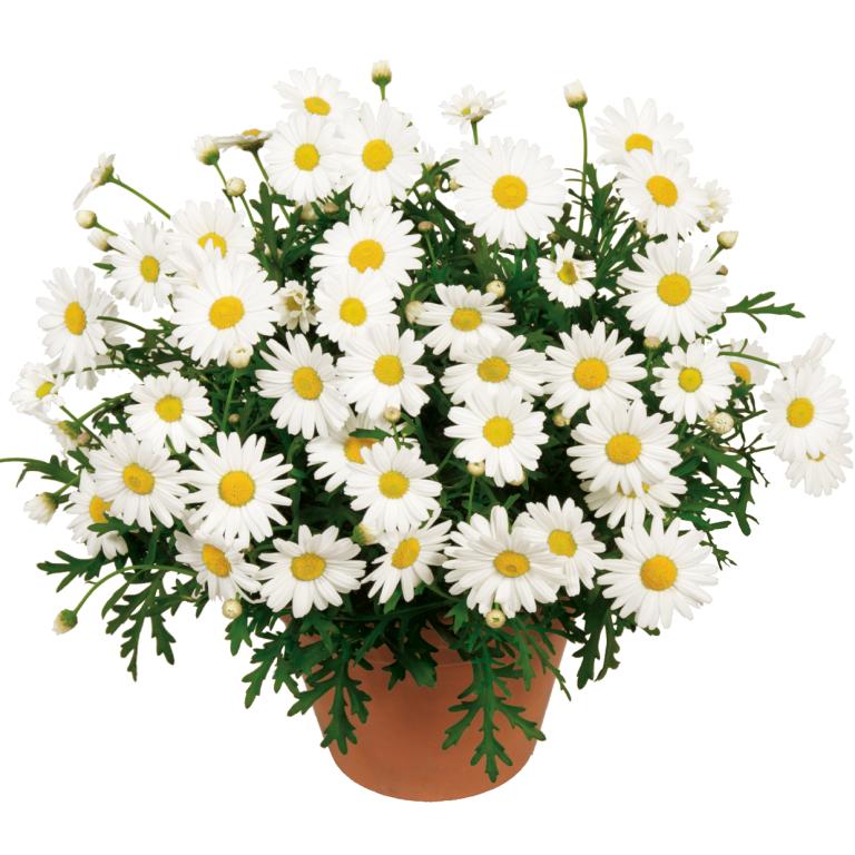 Argyranthemum in vaso