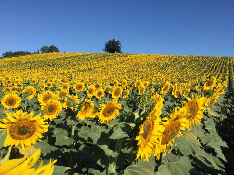 girasole colture industriali