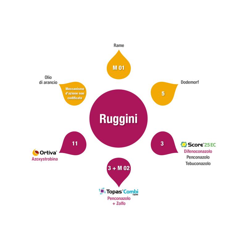 ruggini