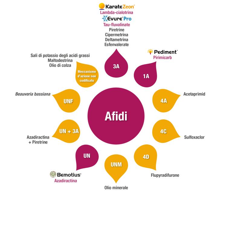 Gestione resistenze - Afidi