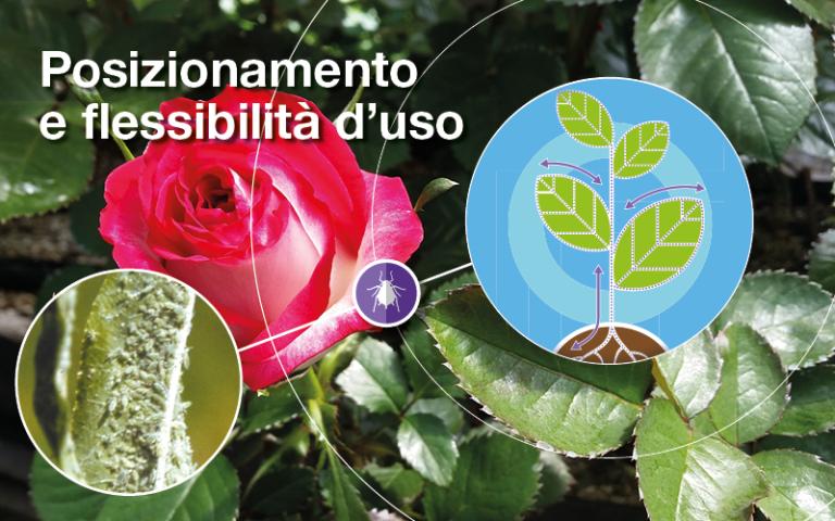 Afinto - florovivaismo