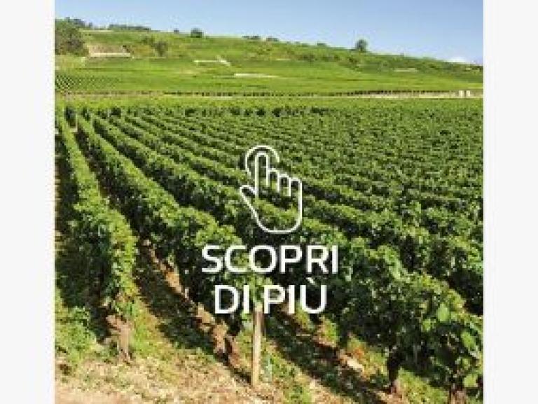 oidio spray program