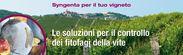 fitofagi vite tignoletta