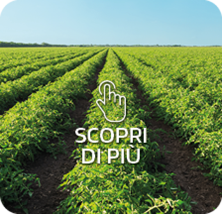 strategia di difesa syngenta pomodoro
