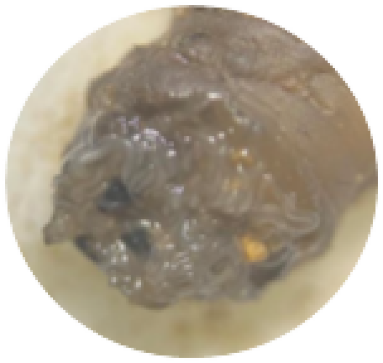 nematodi entomopatogeni