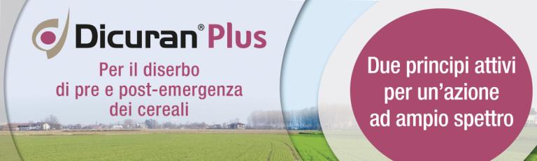 dicuran plus erbicida syngenta
