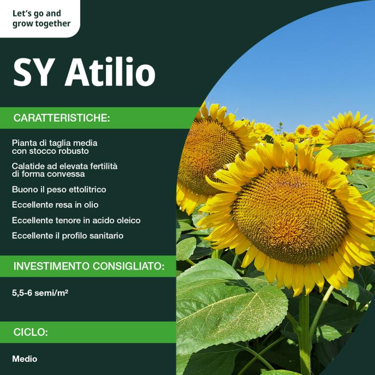 atilio info