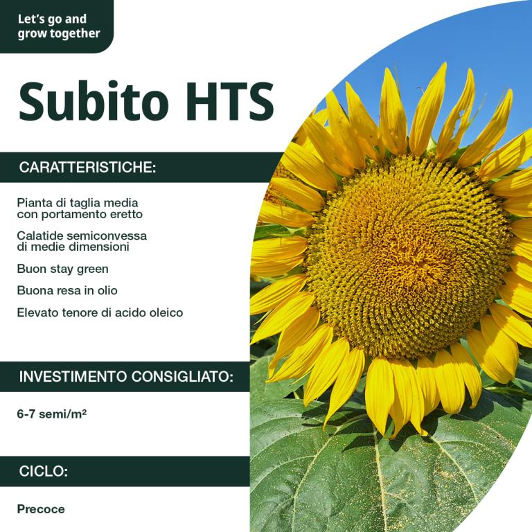 subito info